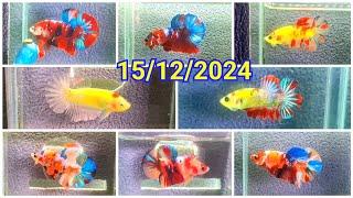 CÁ BETTA MỚI NHẤT 2024 GIÁ RẺ 15/12 KM ĐỒNG GIÁ CHỈ 60K TRỪ F1 THÁI/RED FC/NEON/BLACK NEMO/KOI RED.