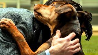 Dieser Hund findet sein Herrchen wieder, den er vor 2 Jahren verloren hat 