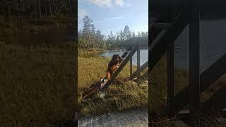 #norway #nature #dog