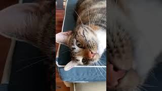 Cat Friends: Torbie Cat Questions Her Identity #shorts #cat