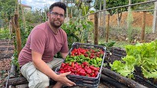 Harvesting Chillies and Making Spicy Sauces - Sriracha, Sweet Chilli, Chilli Flakes and Cowboy Candy