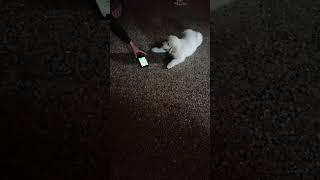 Puppy Milo playing video #shorts #trending #viral #milolia