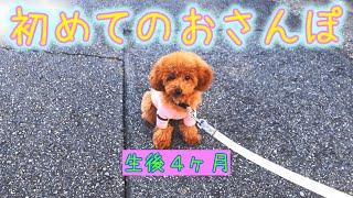 【生後4ヶ月】トイプードルの子犬を初めてのお散歩に連れて行きました！