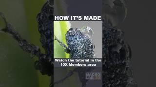 Join the 10X Members area to learn how to make wigglegrams like these.