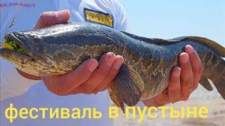 Рыболовный фестиваль в пустыне . ( Fishing festival )