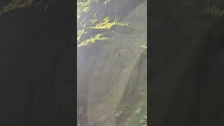 #hiking #dikohod #походывгоры #походывабхазии #походыабхазия