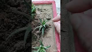 succulents care in summer#plants #garden #shortvideo#short#youtubeshorts