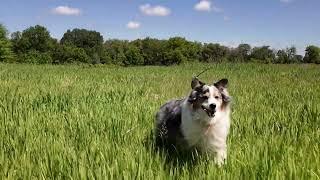 More Detector Dog Training at DuPage Forest Preserves