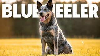 The Ultimate Herding Dog: Blue Heeler