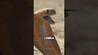 Mind blowing animal facts you missed in school