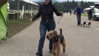 Airedale Terrier- Slicey Zen Warrior Altervita at CAC Koroska 2016