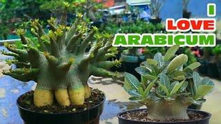 I LOVE ADENIUM ARABICUM  PLANTS  Desert Rose, Adenium Bonsai