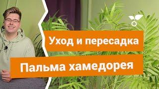 Хамедорея — как ухаживать, пересаживать и спасти, если болеет?