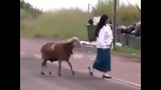 Забияка !!!
