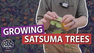 Growing Satsuma Trees!! Huge Yields!