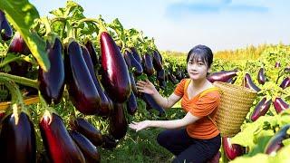 Ly Trieu Ca: Harvesting sweet giant tropical eggplant - Recipe traditional cook best fruit food