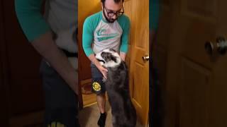"When you fall for your dog. Literally." Starring Nicholas and Zoey the Border Collie #bordercollie