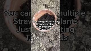 How to Grow Strawberries from Scraps | Easy & Free Gardening Hack