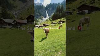 The sounds of Switzerland. Follow to see more luxury travel content #luxurytraveler #switzerland