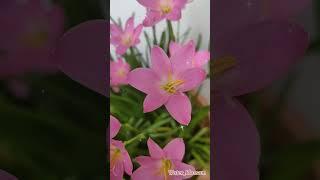 natural flower  beautiful flower #orchid #lily #garden #gardening