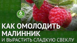 Как омолодить малинник и вырастить сладкую свеклу. 6 соток 30.05.2022