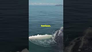 Epic whale rescue : orcas defeated #ocean#trendingshorts#shortfeed#ytshorts#fyp#viralvideo