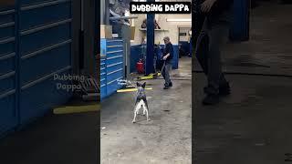 Funny Dog Names  #funny #dog #shorts #cat #shortsfeed #animals #dubbingdappa #catvideos #dogshorts