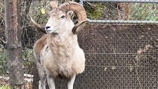 Montana man sentenced for cloning giant sheep for captive hunting