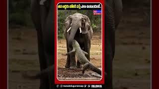 మొసలికి చుక్కలు చూపించిన ఏనుగు..|| Elephant that showed the crocodile dots || #ytshorts #viralshorts
