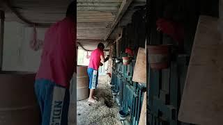 #galo #barbudo #bed #borabora #ciclone #fundodequintal #matriz #pintinhos #qualidade #so