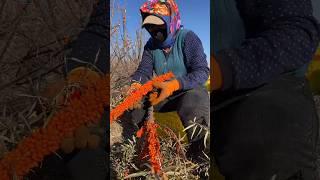 #Seabuckthorn #My hometown has specialties #It's another harvest season #fruitfarming