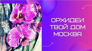 Шикарные орхидеи в магазине Твой Дом в Москве