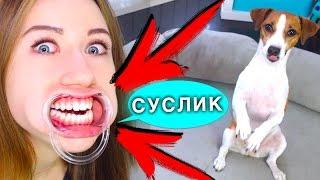 ПОПРОБУЙ СКАЗАТЬ КОМАНДЫ для СОБАКИ С РАЗОРВИ РОТ | Elli Di Pets