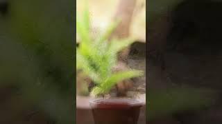 Rüyada saksıda çiçek görmek #shortvideo