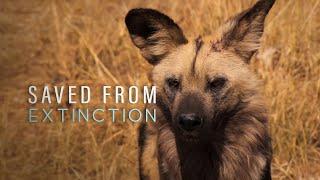 Saved From Extinction: The Curse of the African Hunting Dogs