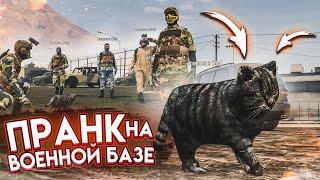 ПРАНК НА ВОЕННОЙ БАЗЕ! Я ПРЕВРАТИЛСЯ В КОШКУ! КАК ОТРЕАГИРУЮТ ИГРОКИ?! (GTA 5 RP)