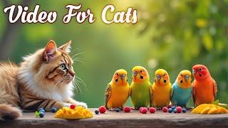 Cat TV for Cats to Watch Birds and SquirrelsPerfect Video for Indoor Cats Episode 24 | 3H of Videos