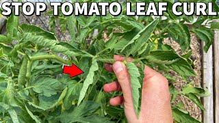 The Truth About TOMATO LEAF CURL Will Blow Your Mind