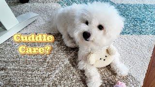 Why Bichon Frises Make Amazing Therapy Dogs (Light in the Dark)