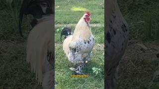 Double dose of #dadjokes #rooster #chicken #jokes #comedy #laugh #chickens #shortsviral #laugh