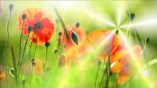 Фон для видеомонтажа Солнце и маки Sun&Poppies Video Background