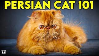 PERSIAN CAT 101 - Everything You Need To Know About Persian Cats