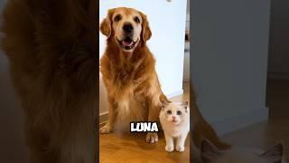 Luna and the cat betrayed Emily   Most Watch || #shorts #unitedstates