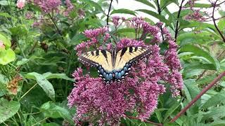 Joe Pye Weed Plant Profile