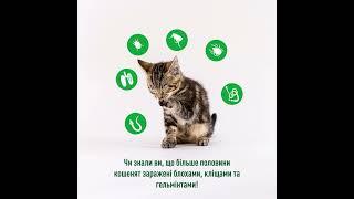 Nexgard Combo - ефективні краплі для кошенят та котів проти кліщів, бліх, гельмінтів.