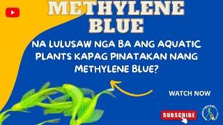 Methylene Blue | Expirement sa aquatic plants