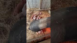 1st litter of baby pigs are here @HomesteadingtheHardWay #pig #hog #homesteading #hogger