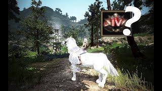 Black Desert Online - Dream Horse Attempt Got Pegasus! | Tet Crescent Attempt