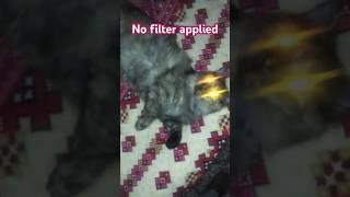 Im sure you never seen it before, ایسا پہلے کبھی نہیں دیکھا ہوگا آپ نے#tredning #ytshorts #cat