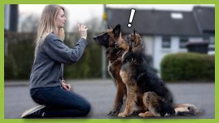 So orientiert sich dein Hund an dir: 3 Tipps für mehr Aufmerksamkeit